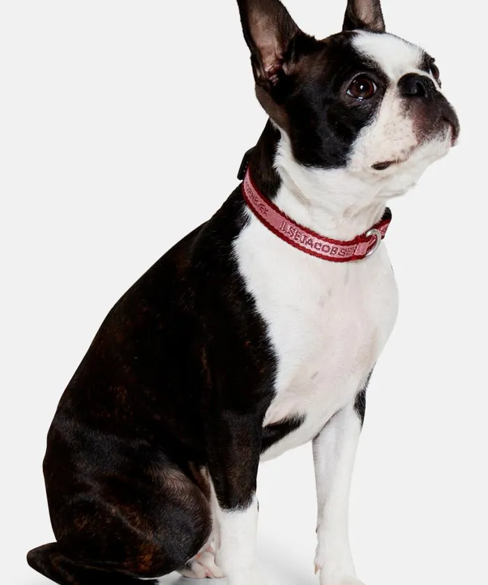 Dog Collar Extra Small 8211 Burnt Henna Wild Rose Accessories Ilse Jacobsen Vov and Vuf