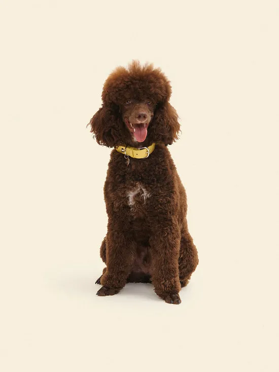 Pet Women Lisa Says Gah Dog Stud Collar Butter