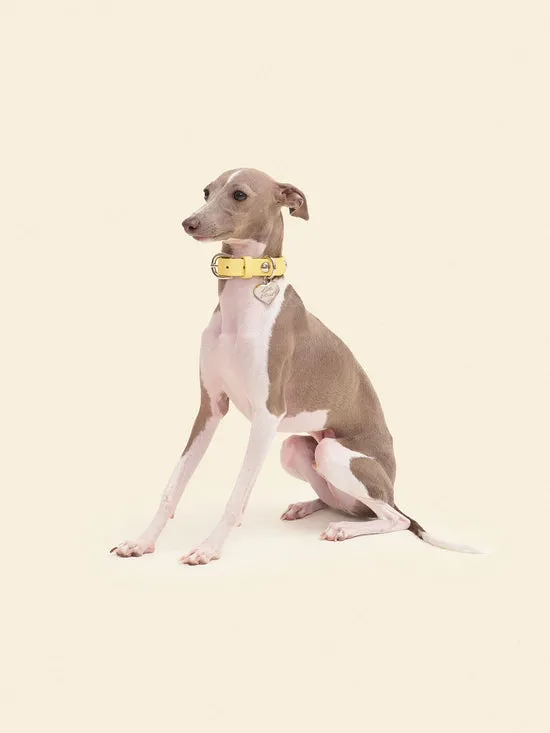 Pet Women Lisa Says Gah Dog Stud Collar Butter