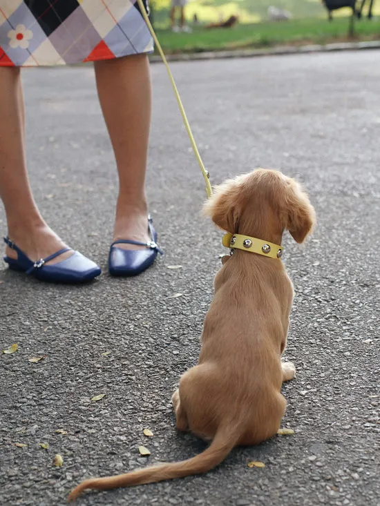 Pet Women Lisa Says Gah Dog Stud Collar Butter
