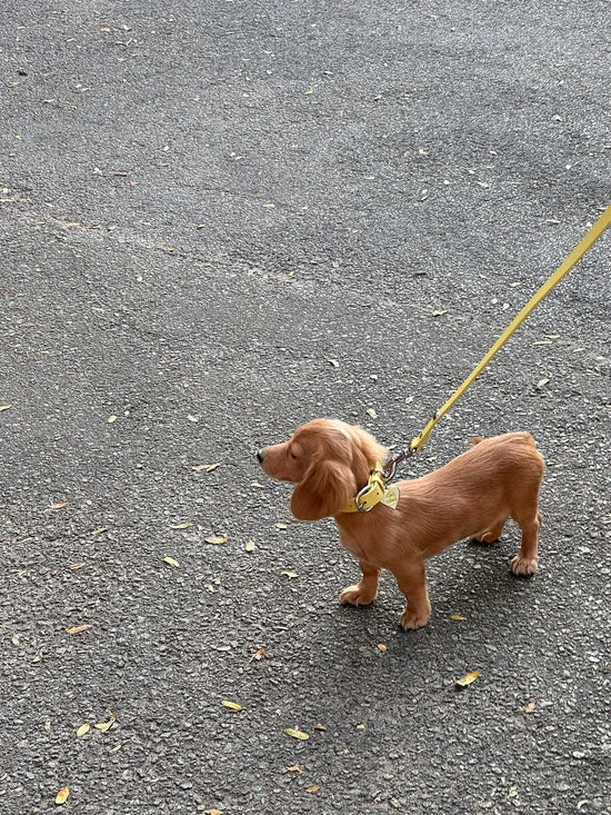 Pet Women Lisa Says Gah Dog Stud Collar Butter